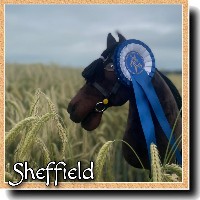 Hobby Horse Sheffield klein